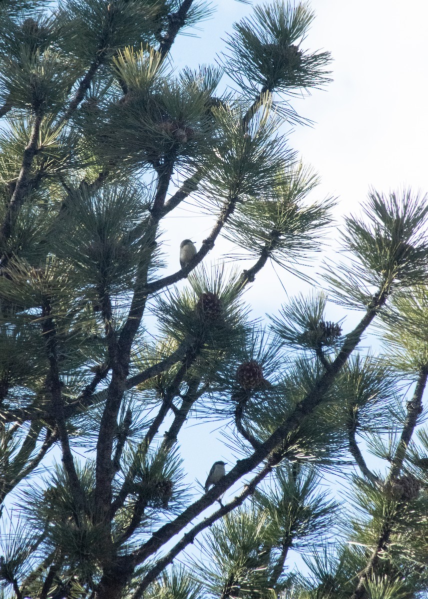 Pygmy Nuthatch - ML647419594
