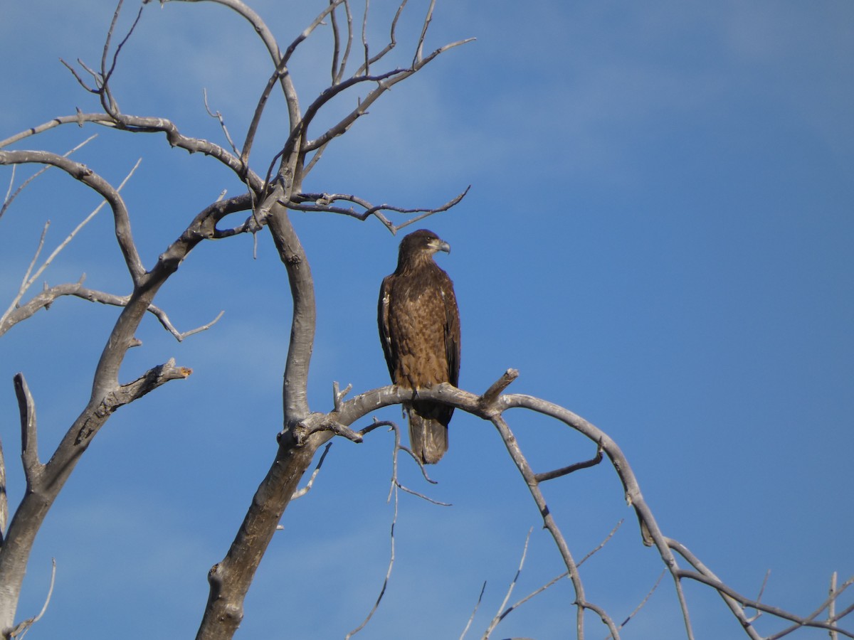 Bald Eagle - ML647419608