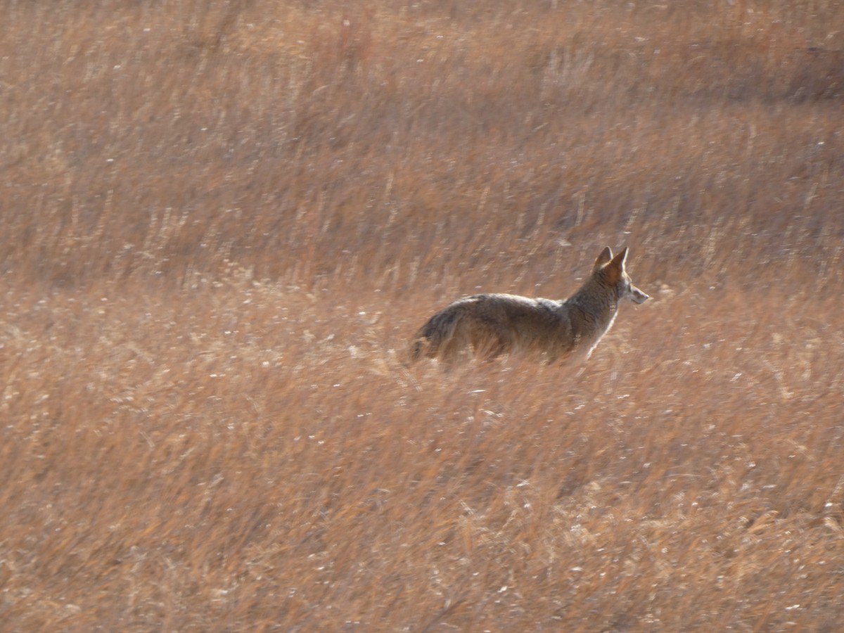 Coyote - ML647419620