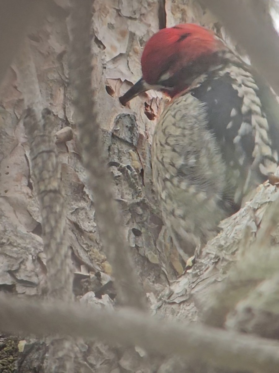 Red-breasted Sapsucker - ML647419624