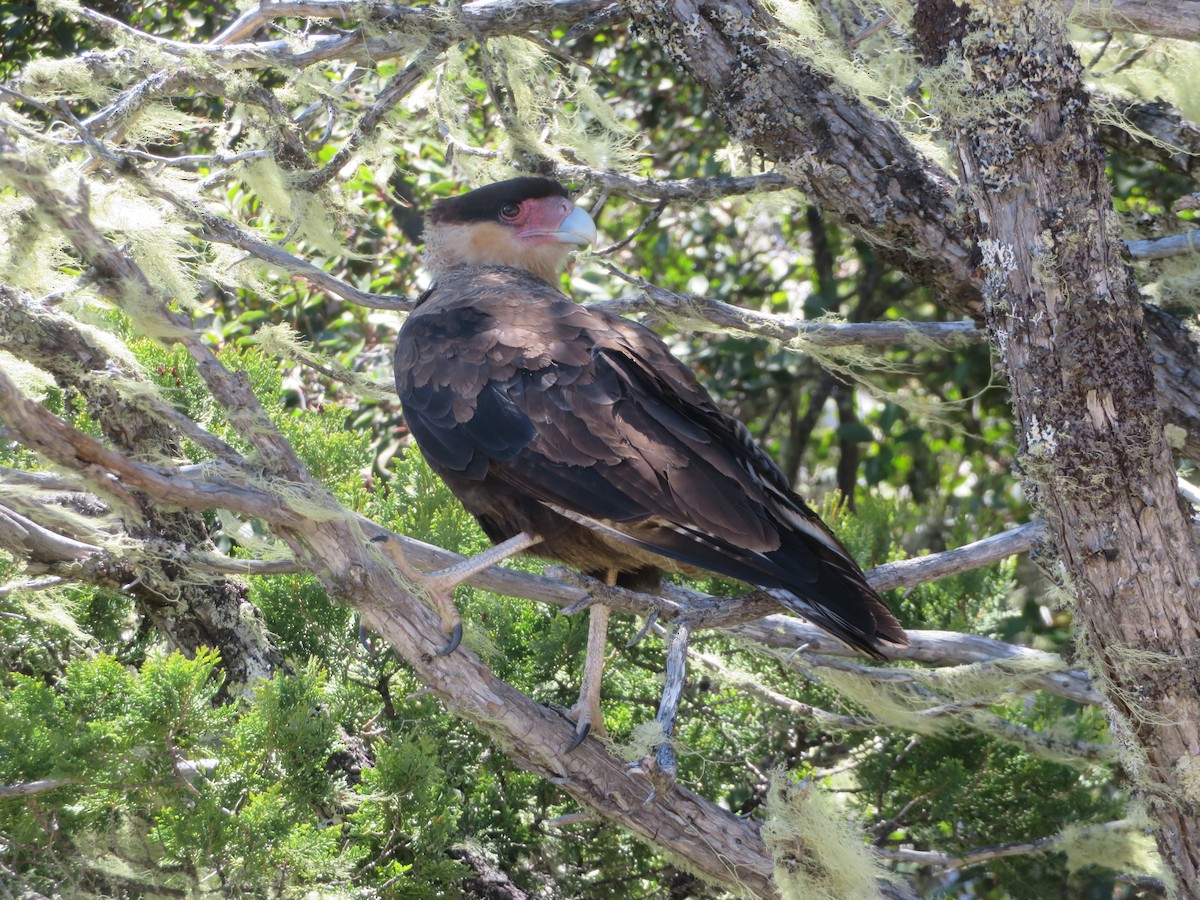 Равнинная каракара - ML647419628