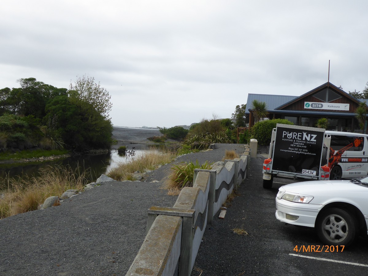 kormorán pestrý - ML647419635