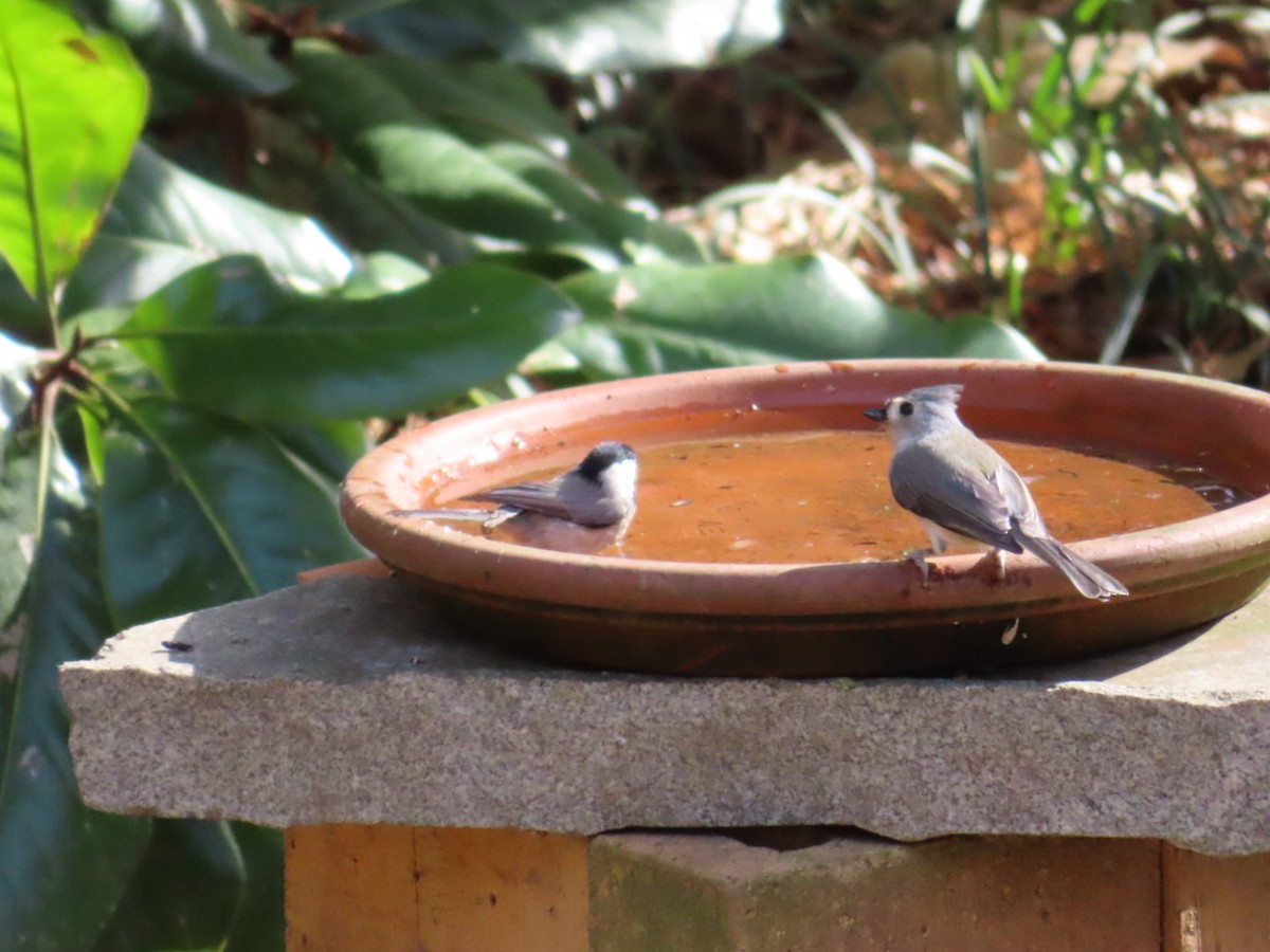 Tufted Titmouse - ML647419637