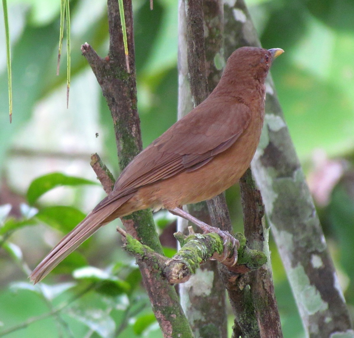 Merle fauve - ML647419638