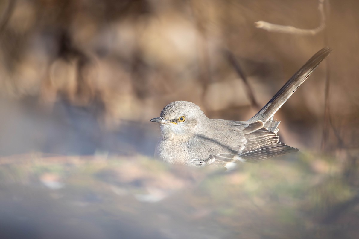 Northern Mockingbird - ML647419643