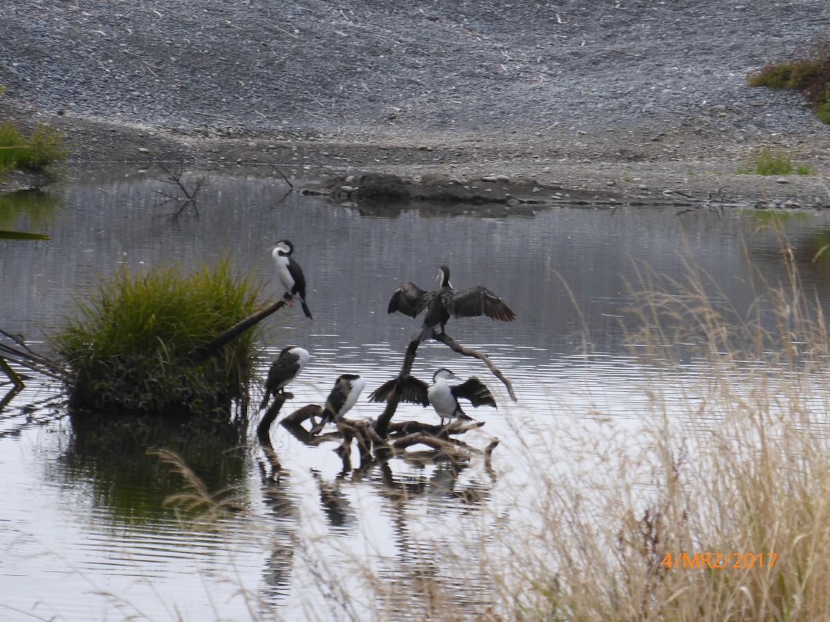 kormorán pestrý - ML647419644