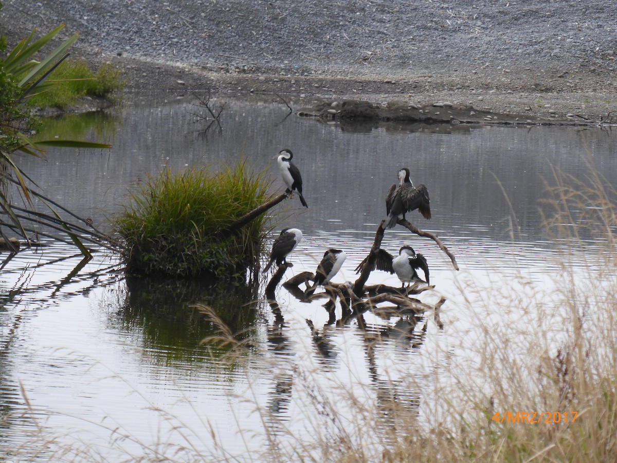 kormorán pestrý - ML647419649