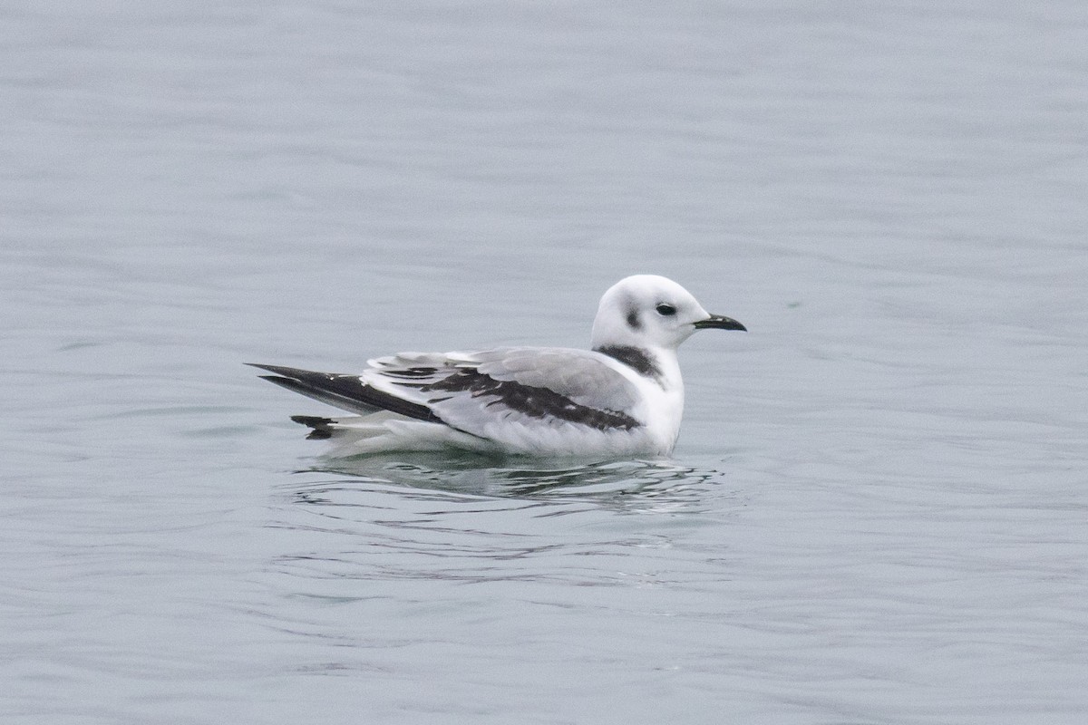 Black-legged Kittiwake - ML647419668