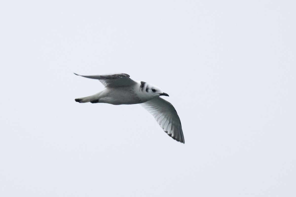 Black-legged Kittiwake - ML647419669
