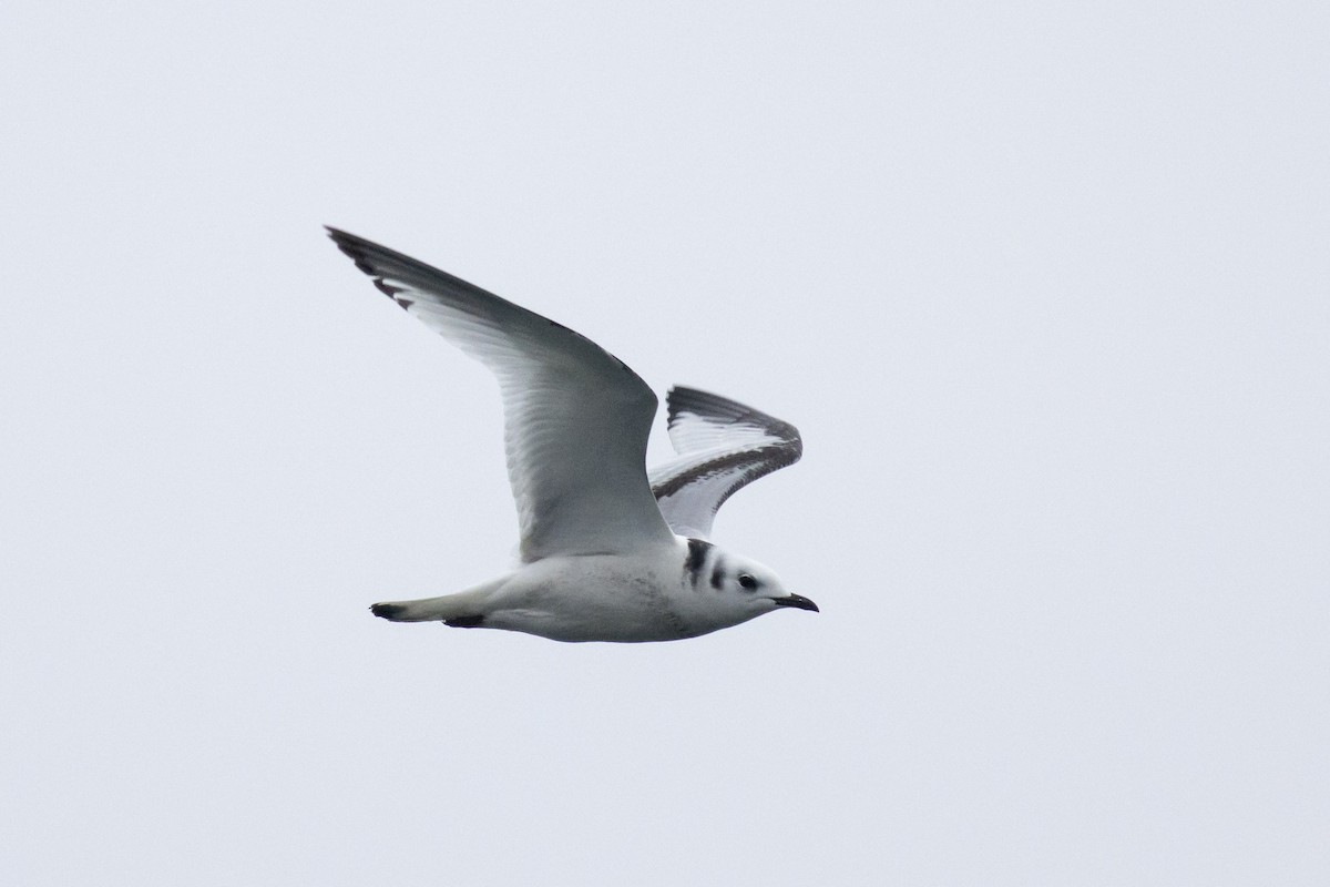 Black-legged Kittiwake - ML647419670