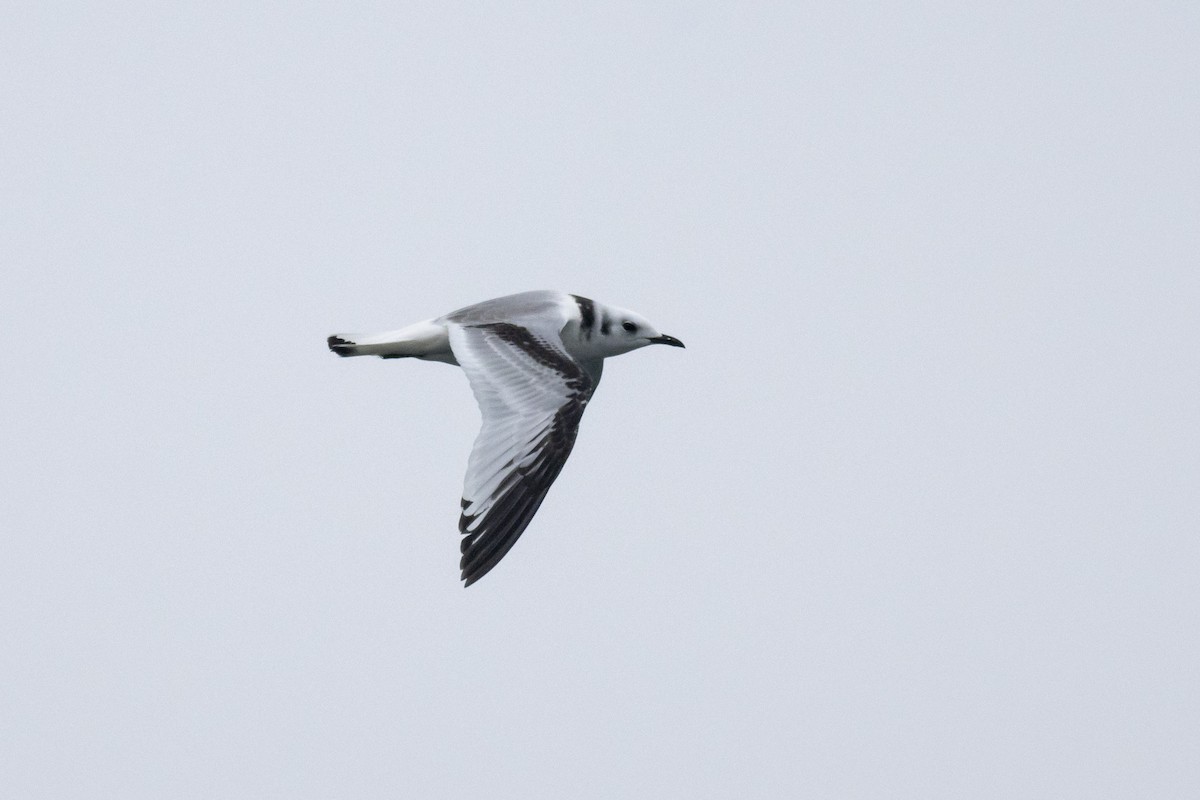 Black-legged Kittiwake - ML647419671