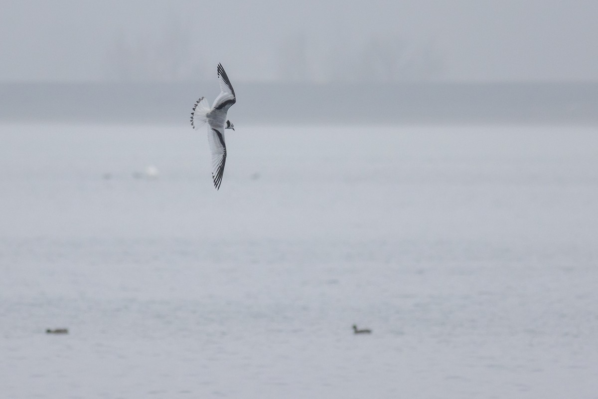 Black-legged Kittiwake - ML647419672