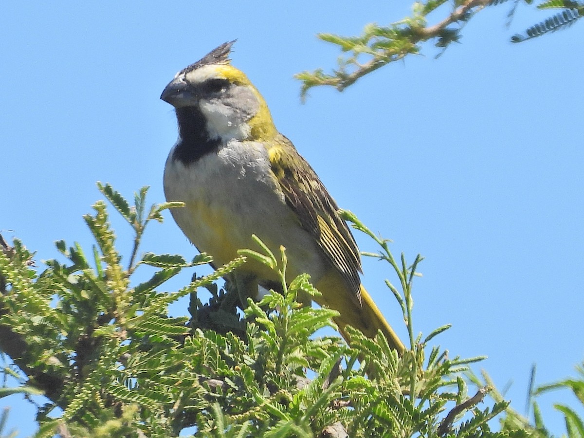 Yellow Cardinal - ML647419673