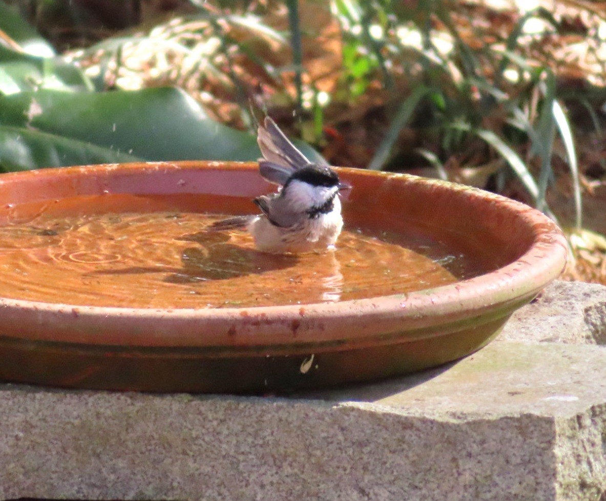 Carolina Chickadee - ML647419674