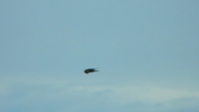 Сапсан - ML647419694