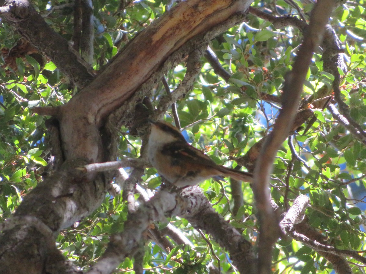 Шипохвостая райадито - ML647419696