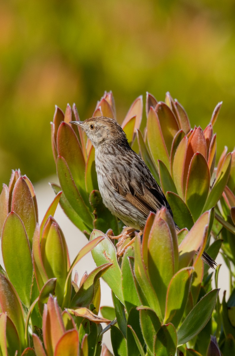 Gray-backed Cisticola - ML647419700