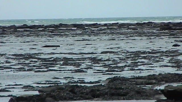 Сапсан - ML647419704