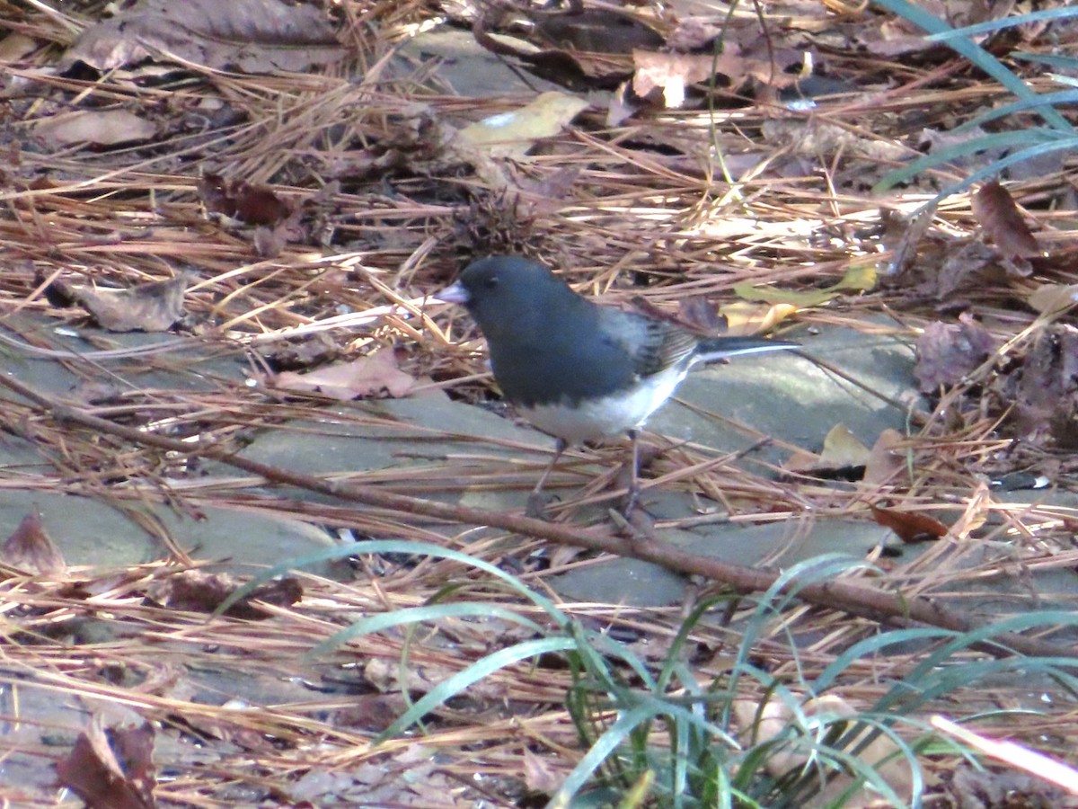 Dark-eyed Junco - ML647419706