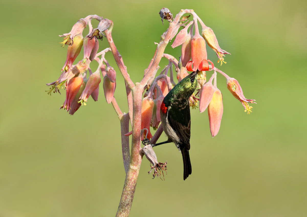 Southern Double-collared Sunbird - ML647419723