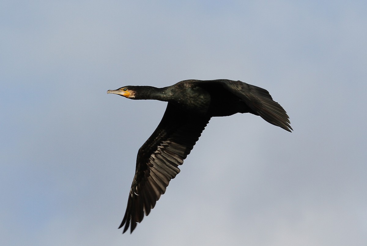 storskarv - ML647419724