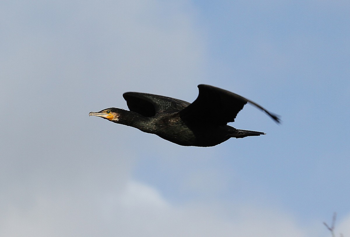 storskarv - ML647419725