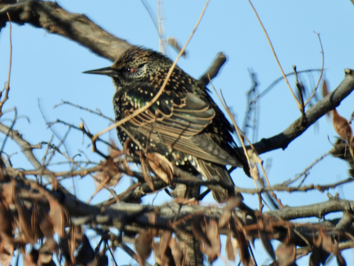 Storno - ML647419729