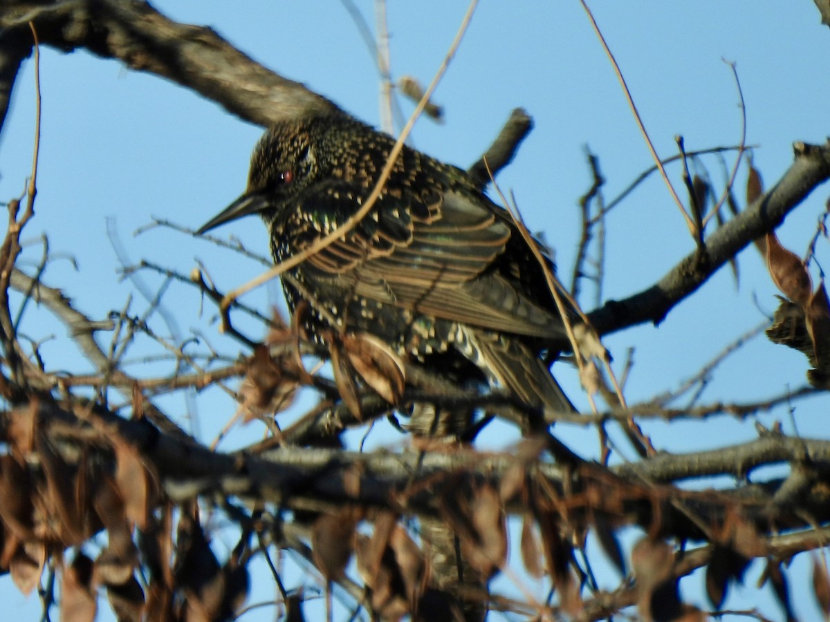 Storno - ML647419730