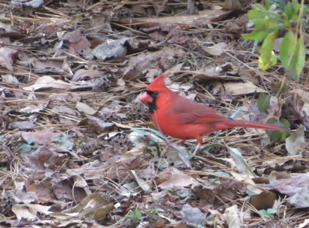 Northern Cardinal - ML647419733