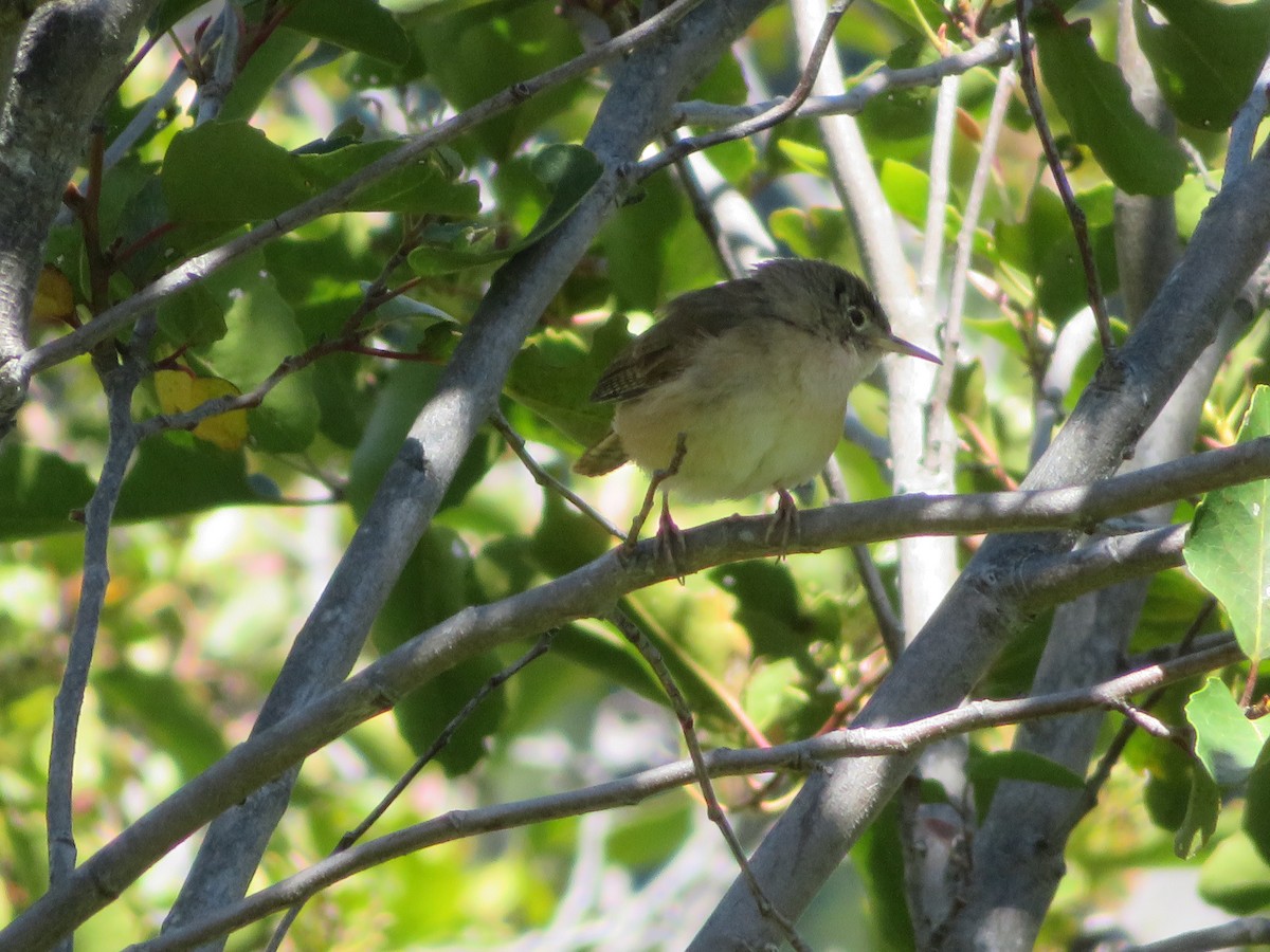 Southern House Wren - ML647419735