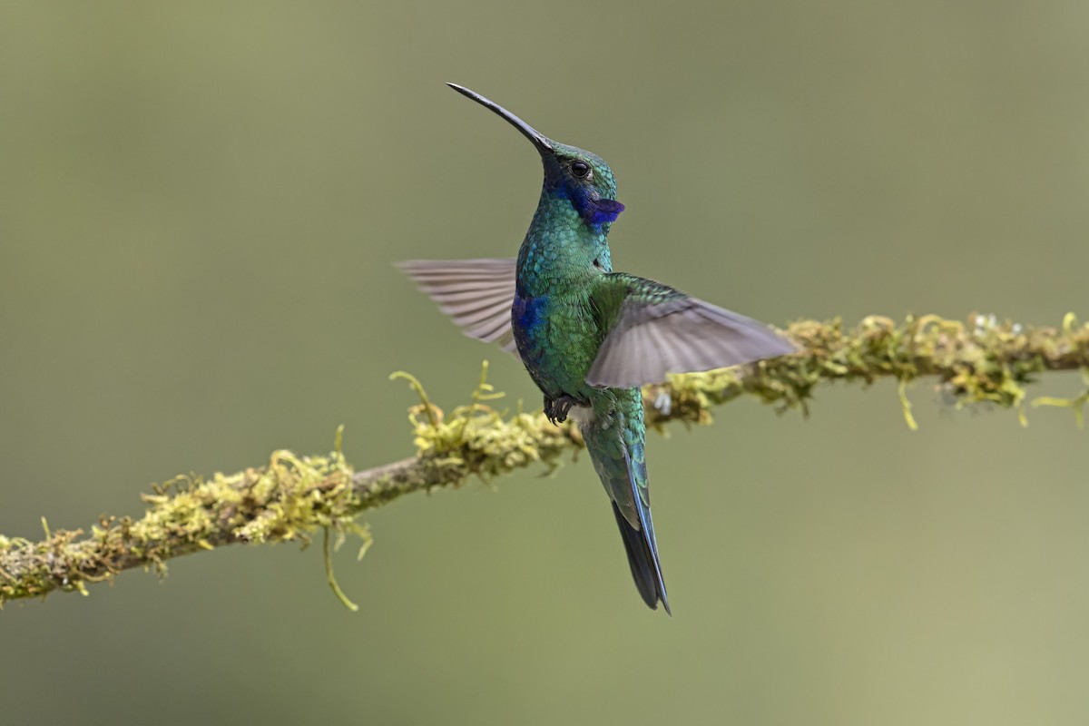 Glanz-Veilchenohrkolibri - ML647419738