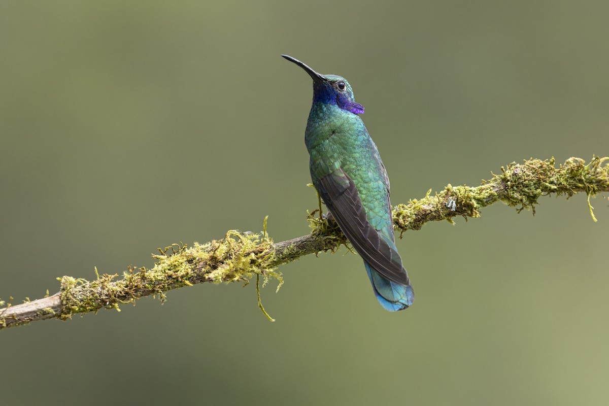 Glanz-Veilchenohrkolibri - ML647419739