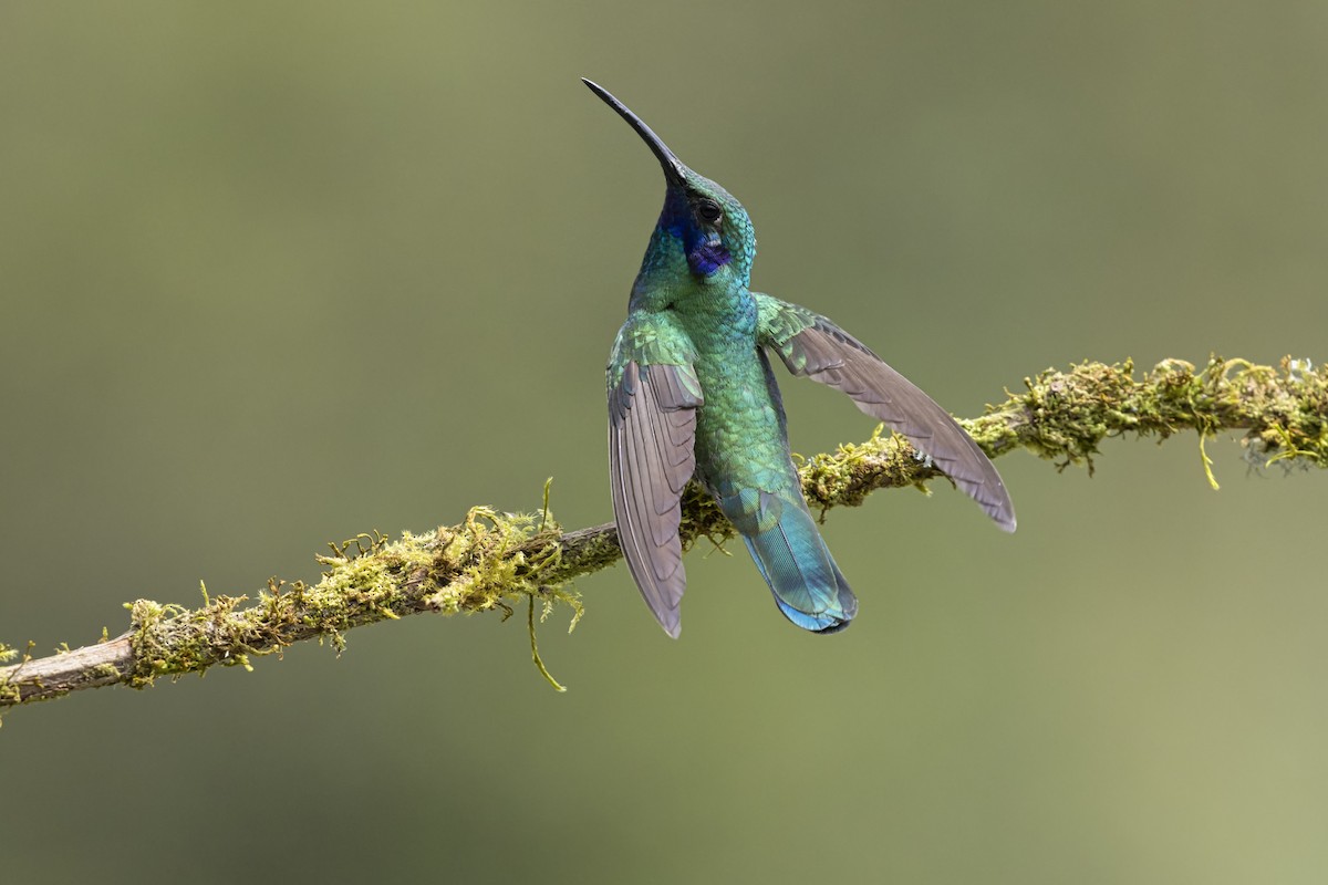 Glanz-Veilchenohrkolibri - ML647419740