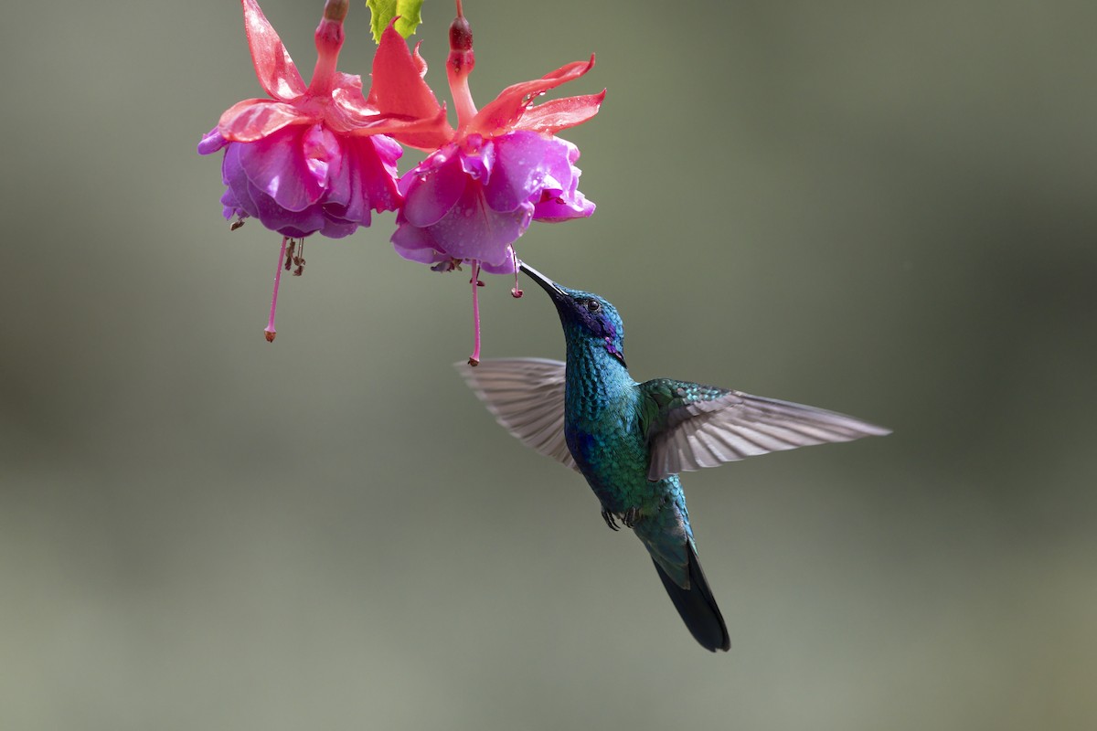 Glanz-Veilchenohrkolibri - ML647419741