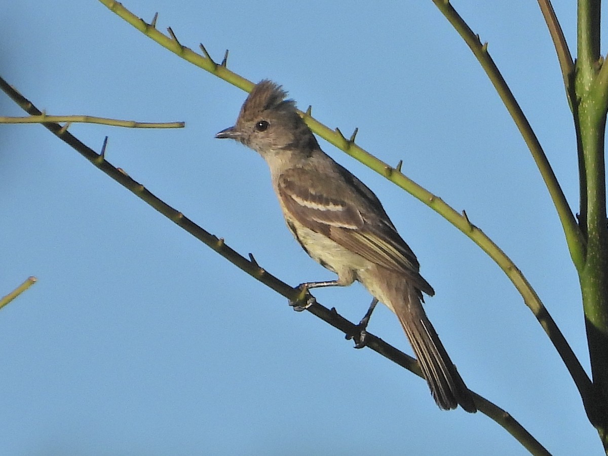 Yellow-bellied Elaenia - ML647419773