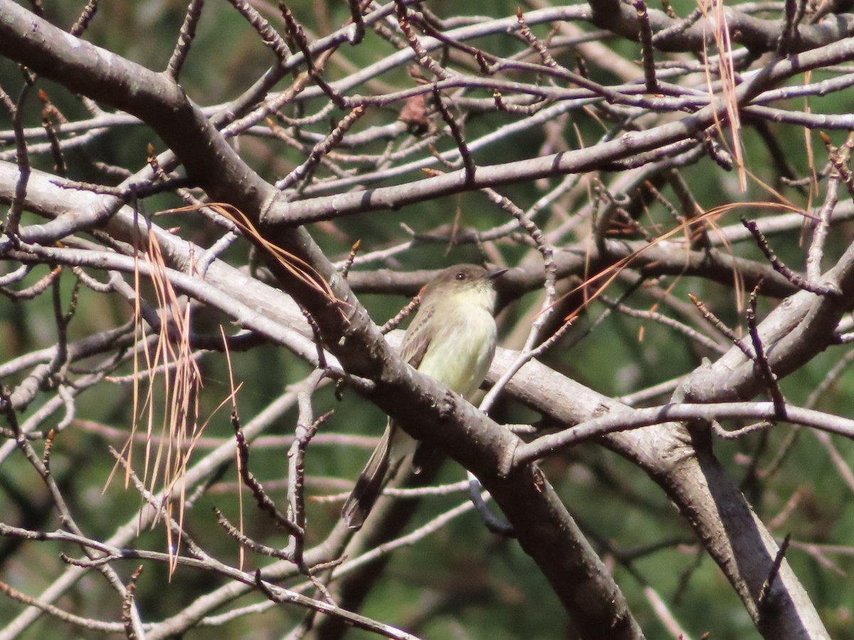 Eastern Phoebe - ML647419778