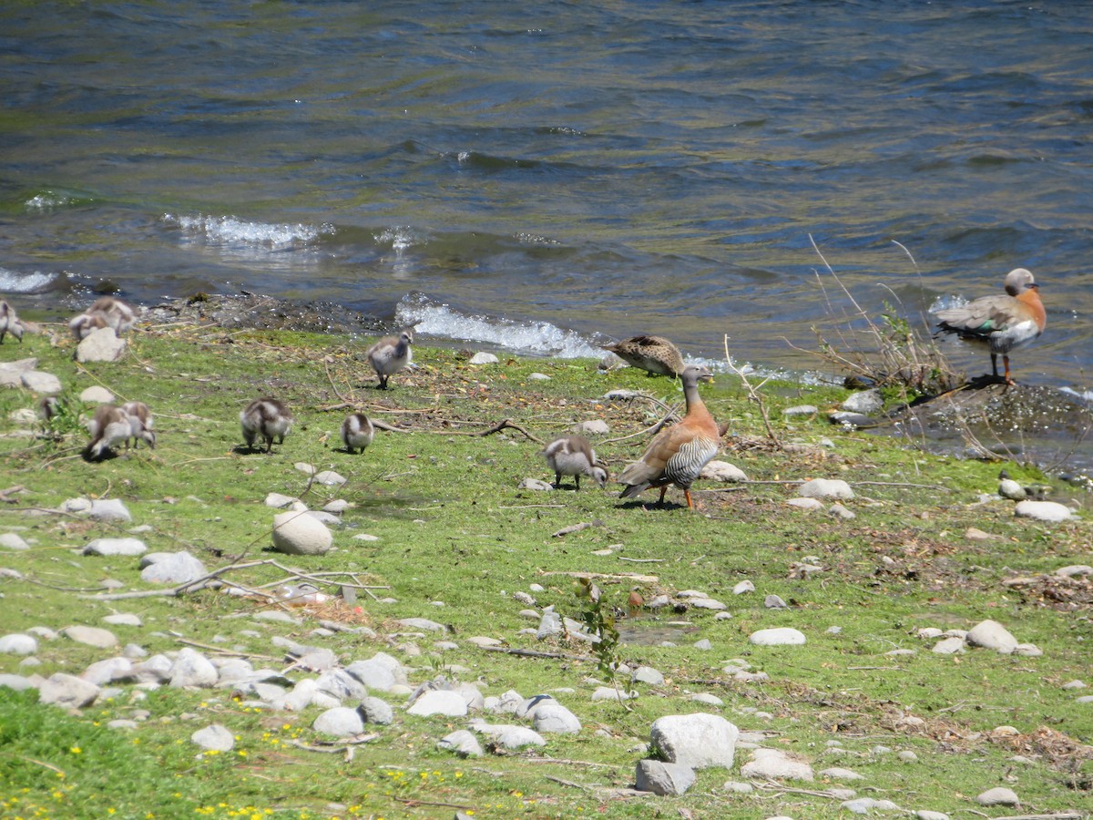 Сероголовый гусь - ML647419781