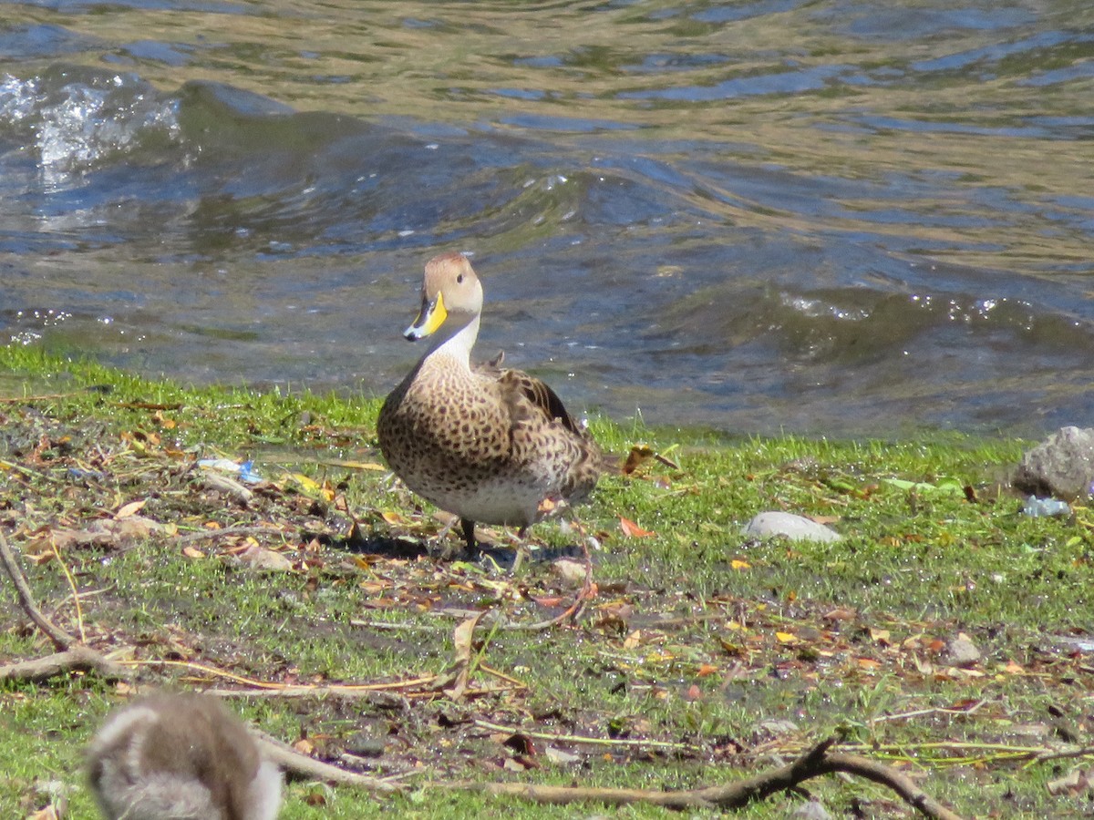 Желтоклювая шилохвость - ML647419808