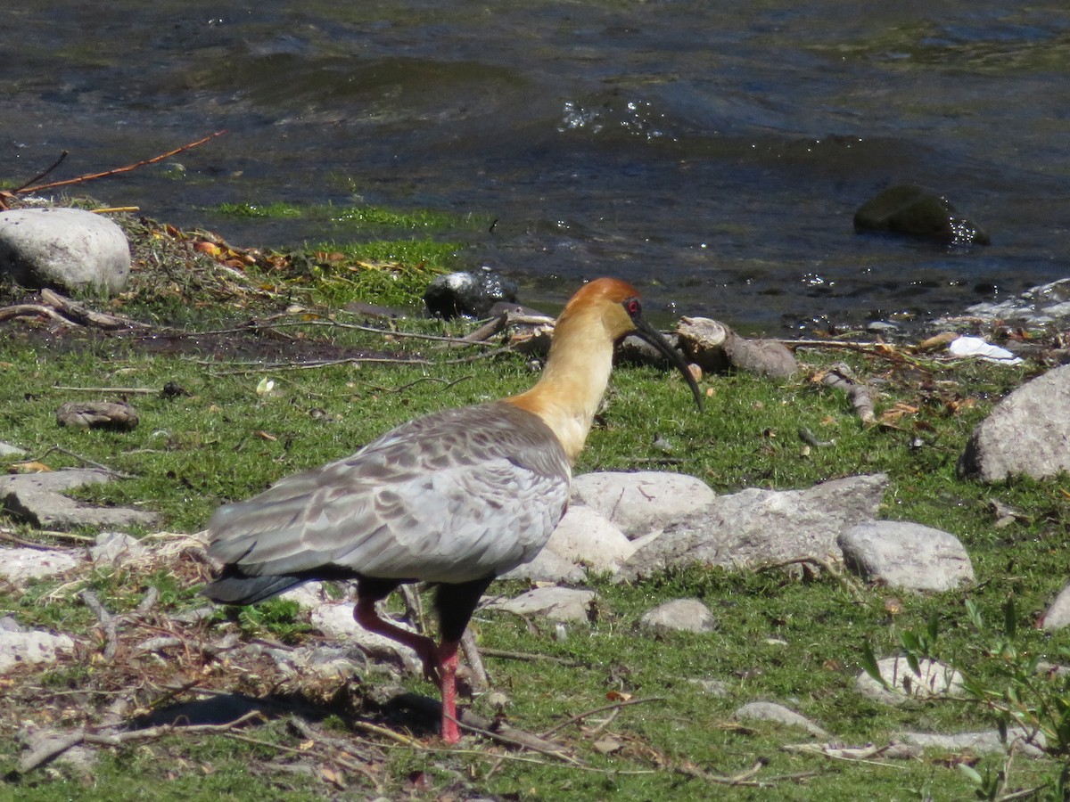Чернолицый ибис - ML647419823