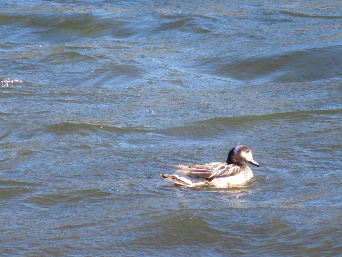 Чилийская свиязь - ML647419861