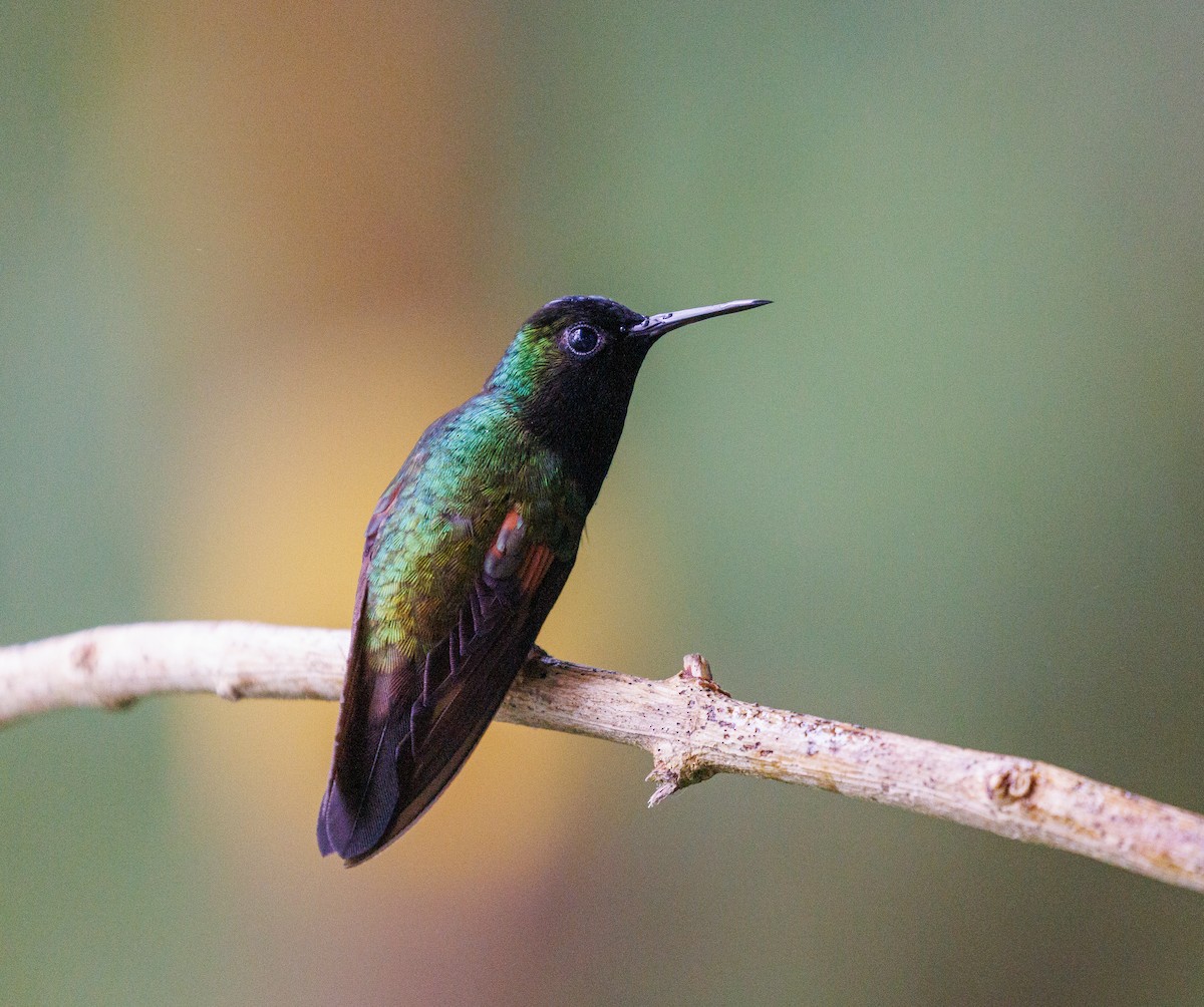Black-bellied Hummingbird - ML647419879
