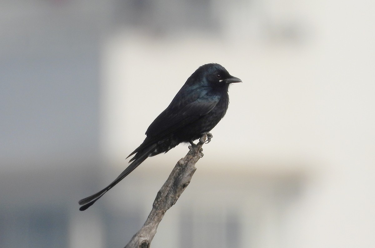 Black Drongo - ML647419888