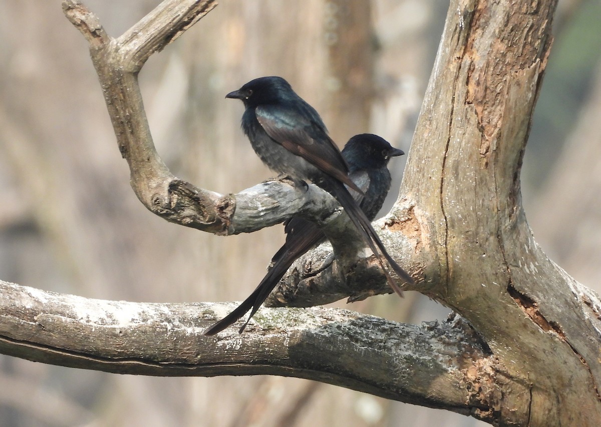 Black Drongo - ML647419889