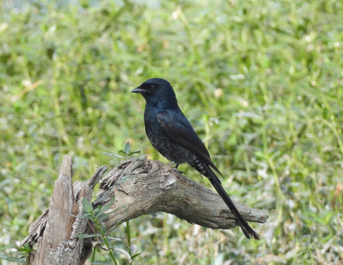 Black Drongo - ML647419890