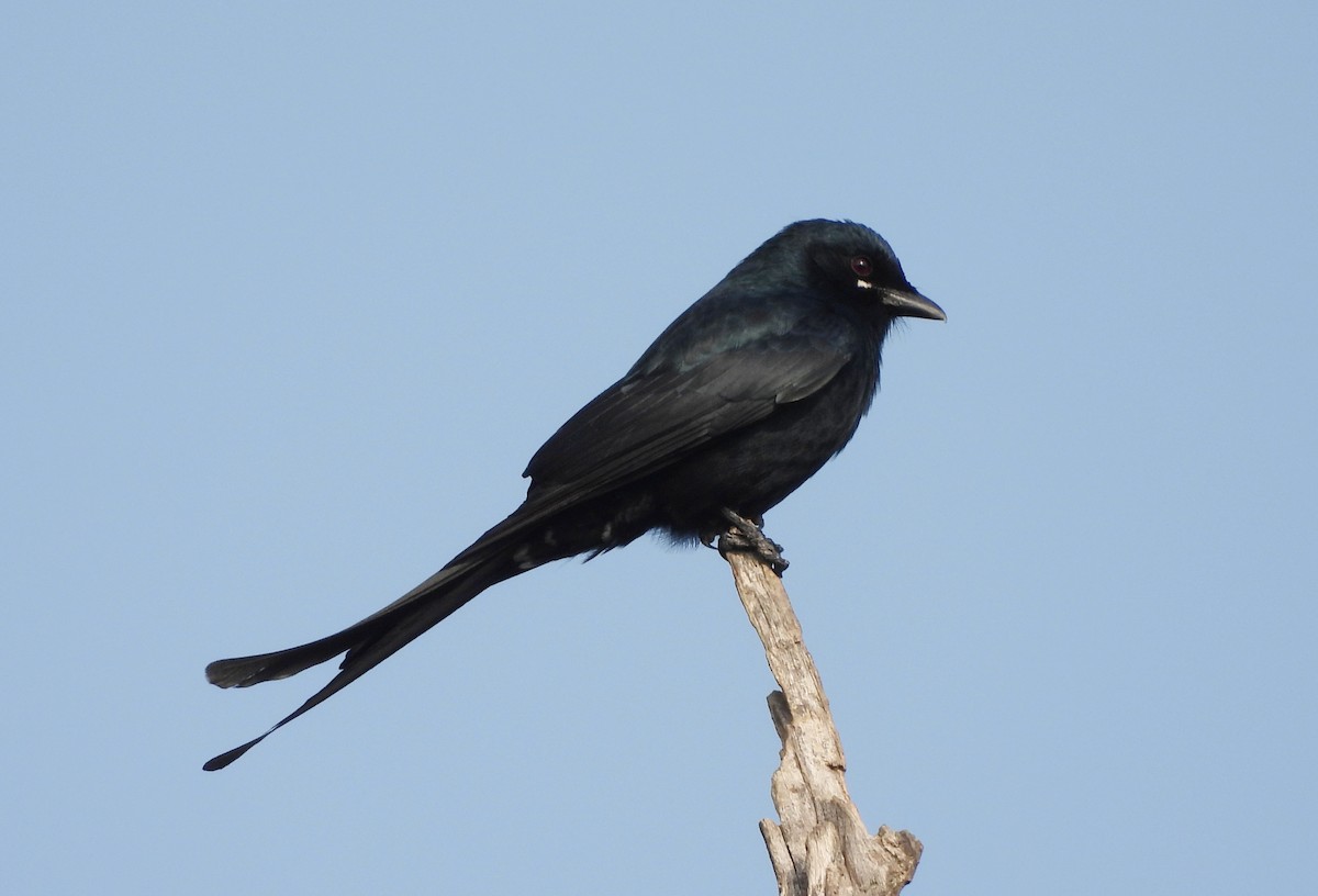 Black Drongo - ML647419891
