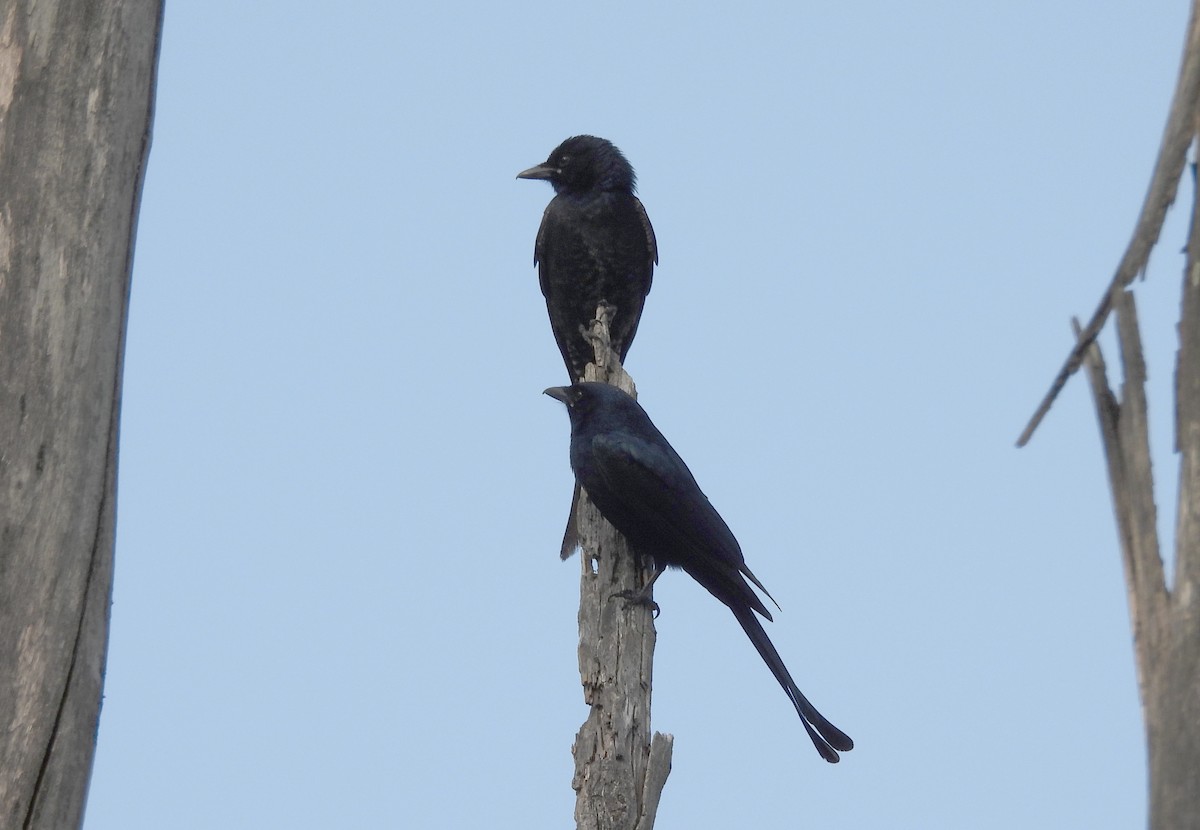 Black Drongo - ML647419892