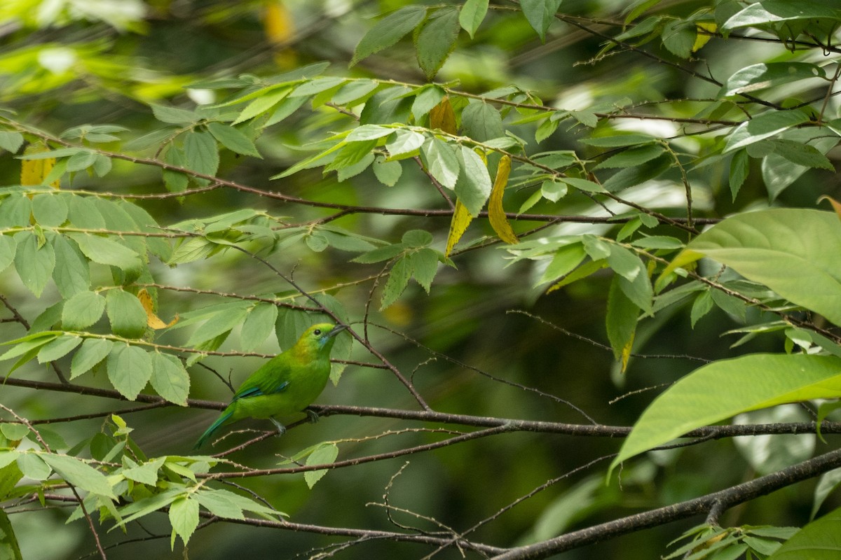 Blue-winged Leafbird - ML647419895