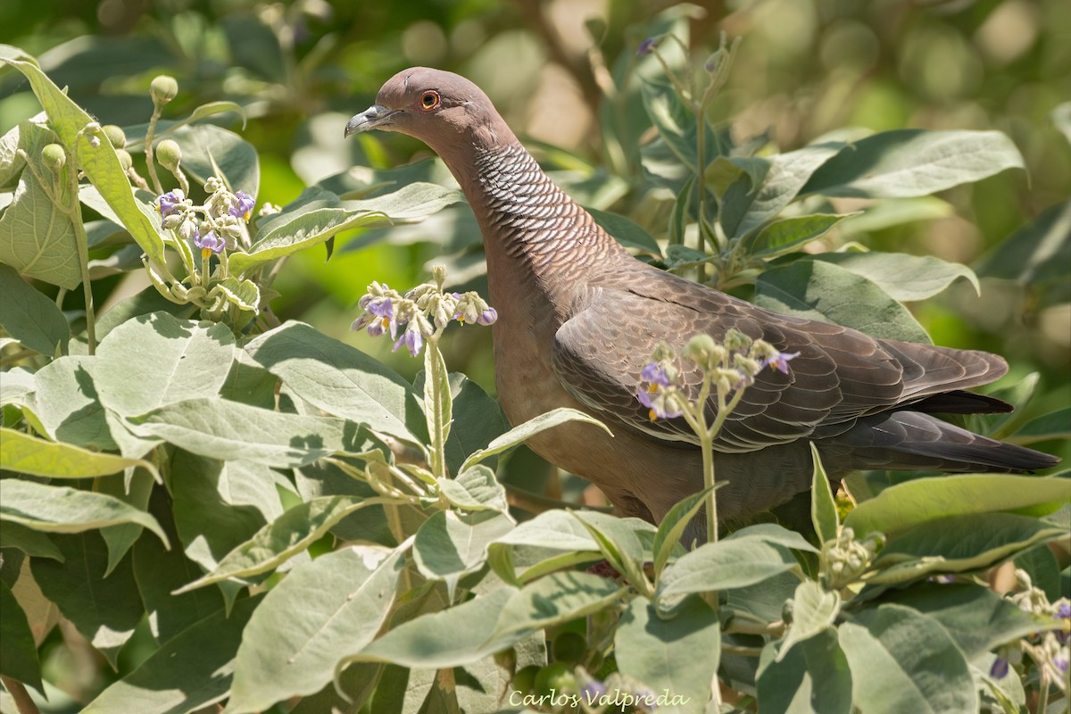 Picazuro Pigeon - ML647419905