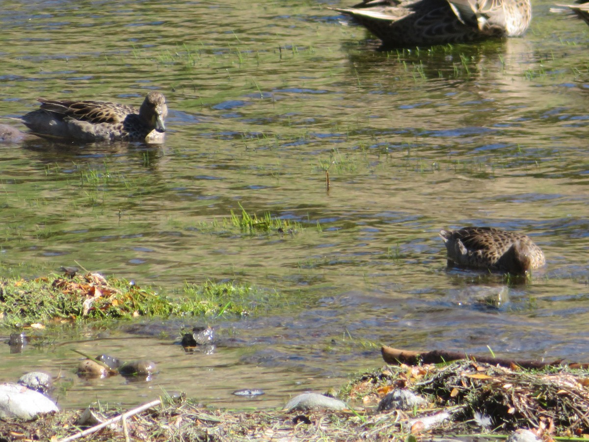 Желтоклювый чирок - ML647419919