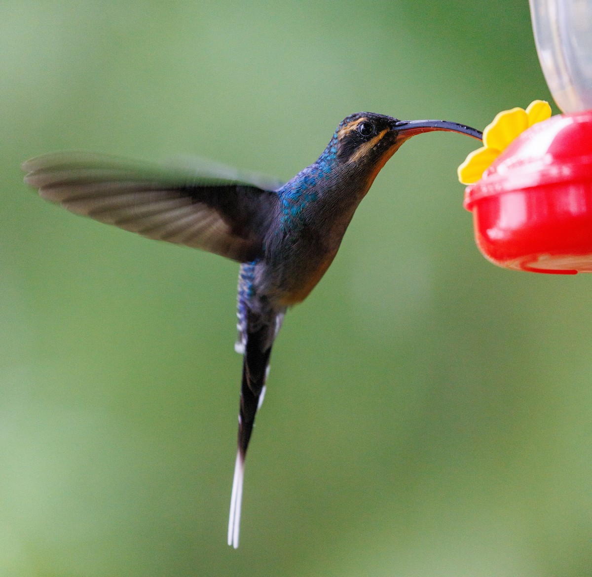 Green Hermit - ML647419921